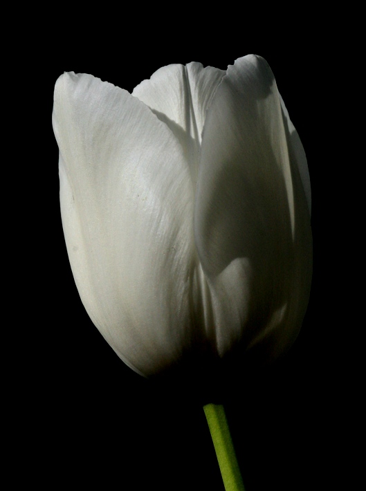 tulip